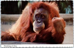 Postcard - Thinking of You, Orangutan, San Diego Zoo - San Diego, California