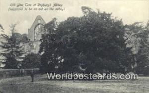 Scotland, Escocia Old Yew Tree Dryburgh Abbey Old Yew Tree Dryburgh Abbey 