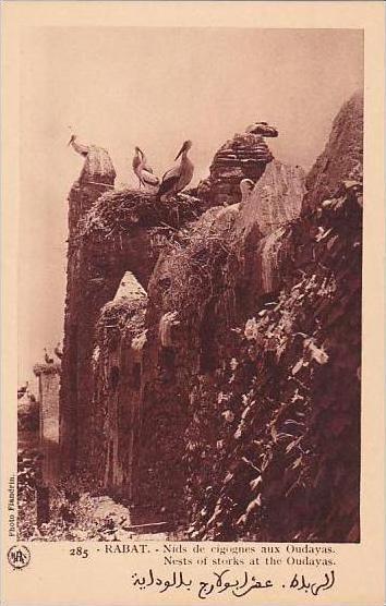 Morocco Rabat Nests Of Storks At The Oudayas 1920-30s