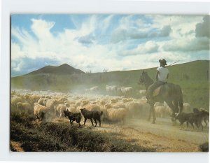 Postcard Maori Shepherd New Zealand