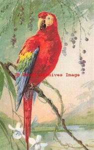 Catharina Klein, Stehli No 119, Red Parrot on Tree Branch