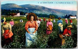 La Cote D'Azur - La Cueillette Du Jasmin France Picking Flowers Postcard