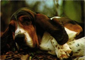 CPM Basset Hound, CHIEN (717004)