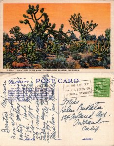 Yucca Trees, Mohave Desert, Barstow, Calif. (24894