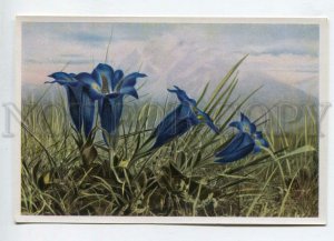 427972 Flower Gentiana acaulis Vintage Sammelwerk Tobacco Card w/ ADVERTISING