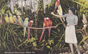 Macaws In Parrot Jungle Miami Florida