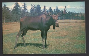 PEI Prince Edward Island NORTH RUSTICO Wildlife Park - BULL Moose ~ Chrome