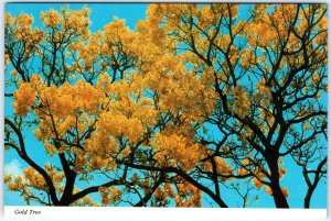 c1970s Hawaii, HI Gold Tree Blooming Yellow Flowers Autumn Chrome 4x6 PC M17