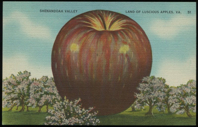 Shenandoah Valley. Land of Luscious Apples. Vintage linen postcard. Unposted