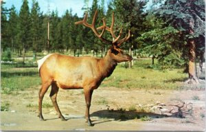 Postcard Animals - Elk in Canada