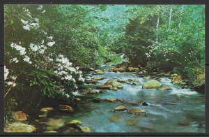 Tennessee - Laurel Creek - Great Smoky Mountains - [TN-073]