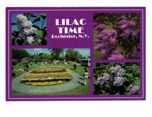 Lilac Time, Rochester, New York, Flower Blossoms