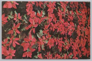 Lebanon Ohio~H P Mulford Company~Poinsettias in Bloom~Vintage Postcard