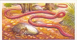 Brooke Bond Vintage Trade Card Incredible Creatures 1986 No 1 Giant Earthworm