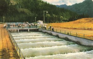 1950 Union 76 Oil Company Fish Ladders Bonneville Dam Postcard 2R4-591 