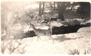 Vintage Postcard Deer In Forest Snow Covered Stream Yellowstone Park RPPC
