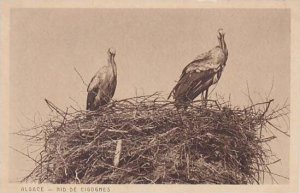 France Alsace Nid De Cigognes Storks