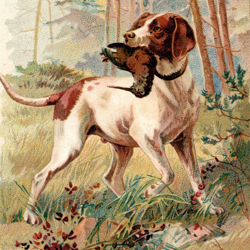 1889 Hunting Bird Dog With Woodcock Arbuckles Ariosa Coffee Victorian Trade Card