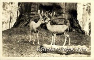 Twin Bucks, Real photo - Sequoia National Park, California CA  