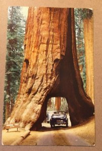 VINTAGE USED POSTCARD 1966 CAR GOING THROUGH WAWONA TREE YOSEMITE