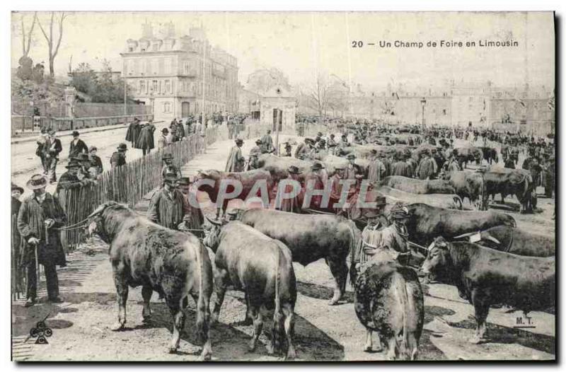 Old Postcard Folklore A fairground Limousin Cows Walk TOP