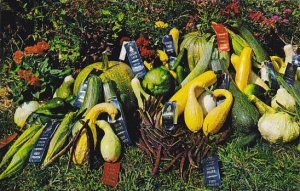 Maine Washington Med O Lark Camp