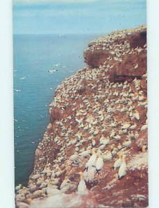 Chrome ANIMALS SCENE Perce On Gaspe Quebec QC AH5030