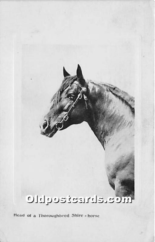 Head of a Thoroughbred Shire Horse Horse Racing 1911 