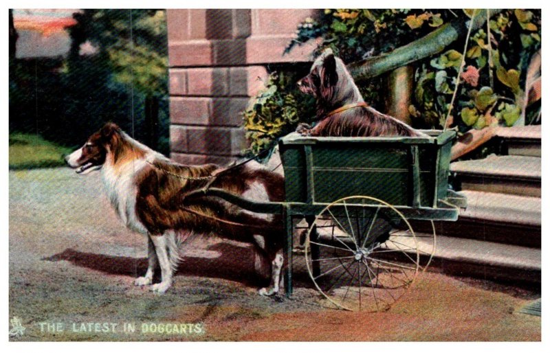 Dog ,  Collie pulling Dogcart