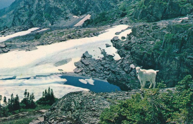 Rocky Mountain Goat in Glacier National Park MT, Montana - Animal - pm 1965