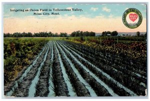 Miles City Montana MT Postcard Irrigating Onion Field Yellowstone Valley c1911