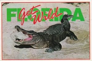 Florida Alligator Get Wild 1996