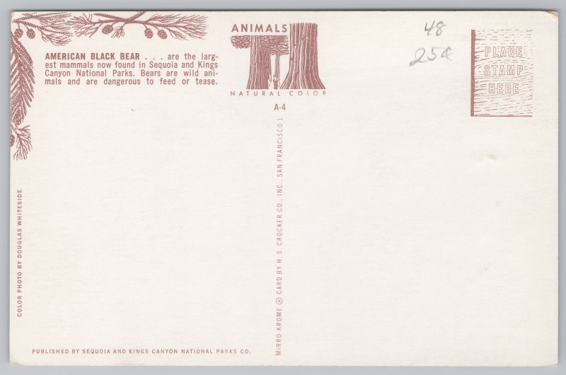 Animal~American Black Bears~Sequoia & King Canyon National Park CA~Vintage PC