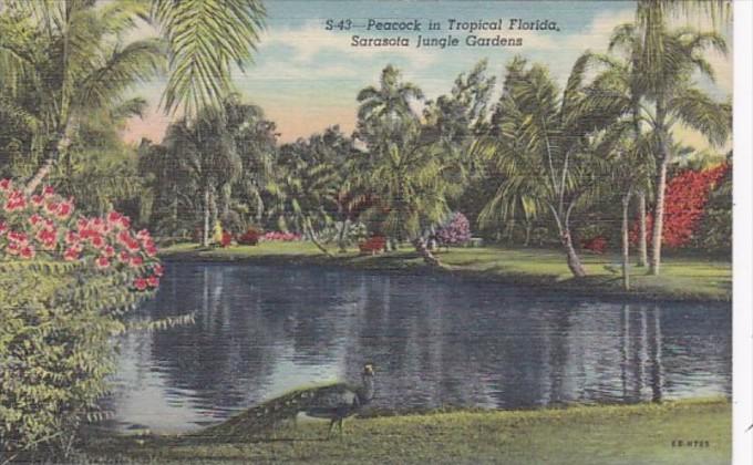 Florida Sarasota Peacock In Sarasota Jungle Gardens 1950 Curteich