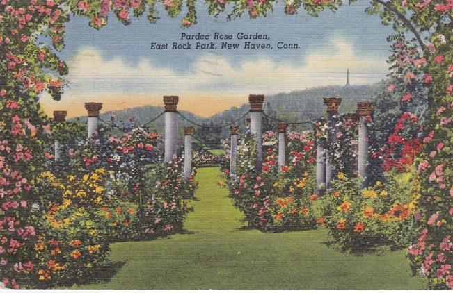 Pardee Rose Garden - East Rock Park - New Haven CT Connecticut - pm 1949 - Linen