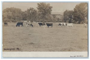 1910 Cows At Field Bridge Bennington VT, Springfield MA RPPC Photo Postcard