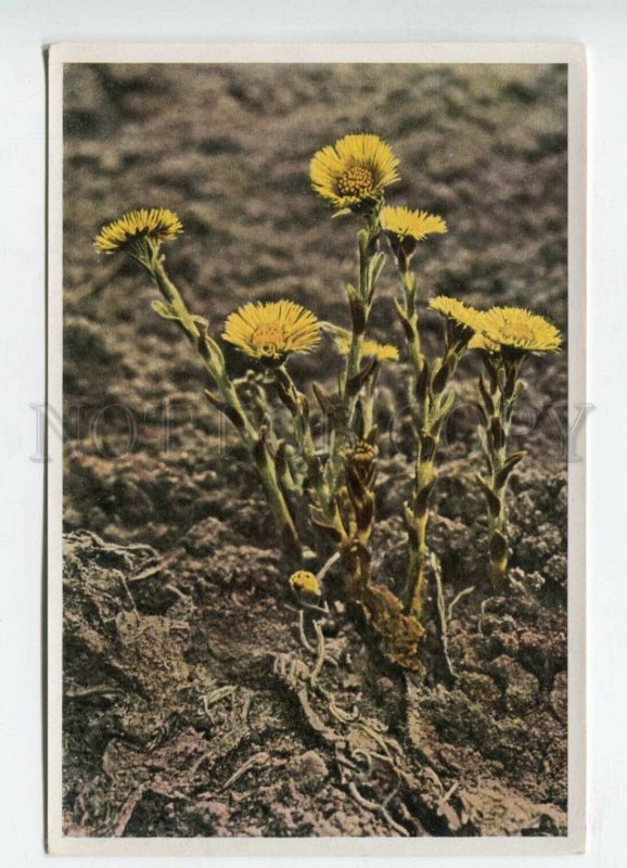 428063 Flower Tussilago Farfara Vintage Sammelwerk Tobacco Card w/ ADVERTISING