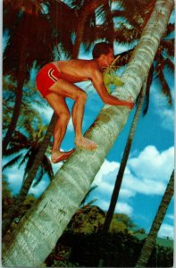 Cocopalm Climber Man Climbing Coconut Tree Hawaii Postcard