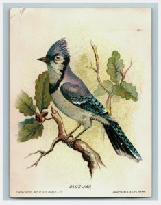 1888 G.E. Marsh & Co. New England Birds Series Fab! Lot Of 5 7D