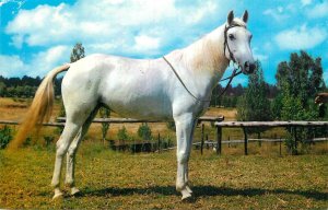 UK England white horse stallion