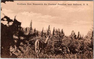 Postcard ANIMAL SCENE Bathurst New Brunswick NB AO0069