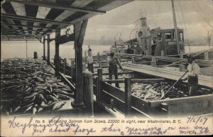 Westminster British Columbia Salmon Fishing Industry c1910 Postcard