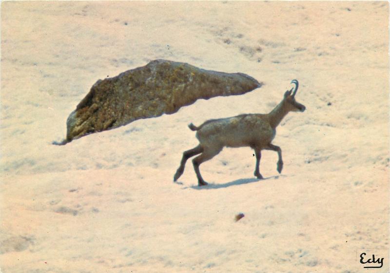 Postcard animals animaux alpine mountains goat-antelope Rupicapra rupicapra