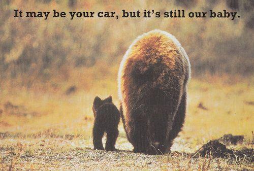 Your Car Is Our Baby MOT Cat With Giant Animal Advert Postcard