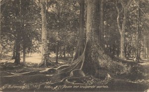 Indonesia Buitenzorg Batavia Boom met Kruipende Wortels Vintage Postcard 07.54