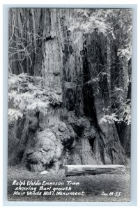 Vintage RPPC Real Photo Ralph Waldo Emerson Tree Muir Woods CA Postcard P165E