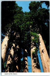 Land of the Giants - Sequoia And Kings Canyon National Park, California