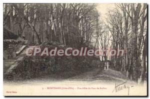 Postcard Old Montbard A Allee Du Parc De Buffon