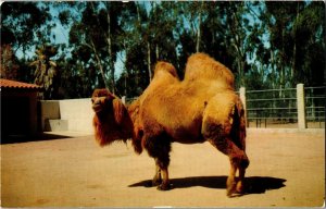 Bactrian Camel from Asia, San Diego Zoo CA Vintage Postcard G29