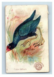 1880s-90s  Arm & Hammer Beautiful Birds Series Purple Gallinule Lot Of 3 P222